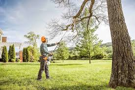 Best Tree Mulching  in USA